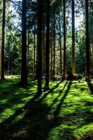 Kantara: Chapter 1